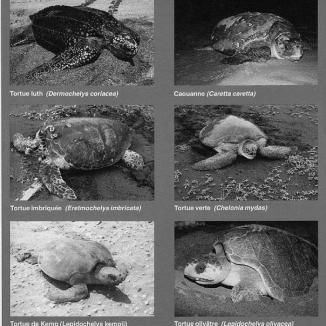 Learn to recognize  Marine turtles in Atlantic