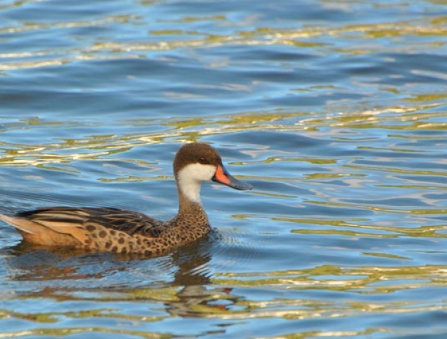 Canard des Bahamas