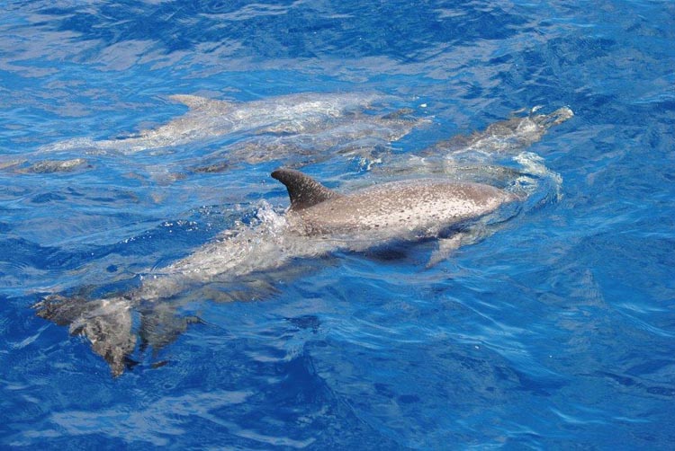 Spotted dolphin