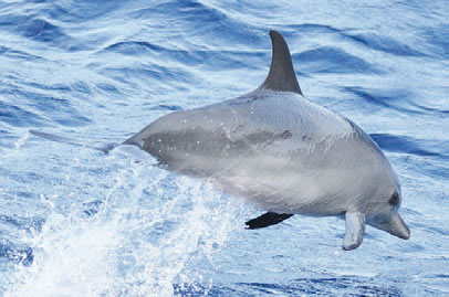 An Atlantic spotted dolphin (Stenella frontalis) © AAMP – AGOA – K. Questel