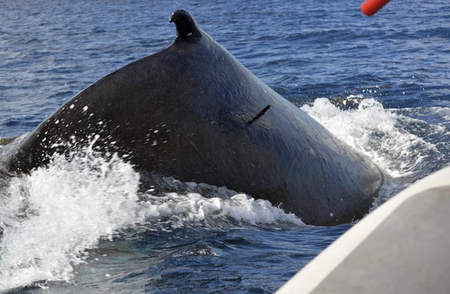 Gros plan sur la balise Argos implantée sur la baleine | Close up of an Argos tag implanted on a whale