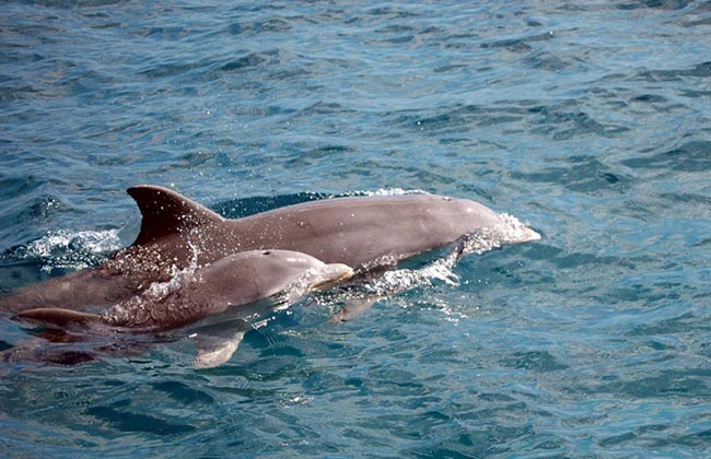Le grand dauphin Tursiops truncatus The bottlenose dolphin Tursiops truncatus © Nicolas Maslach