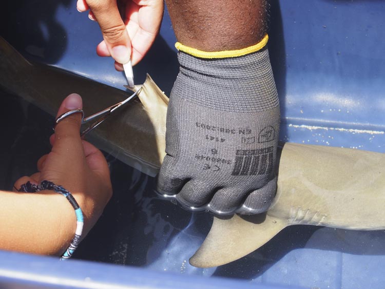 A young lemon shark, weighed, measured, tagged and released back into the sea
