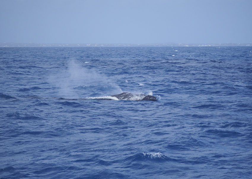 Baleine à bosse dans le canal d’Anguilla | Humpback whale between Saint Martin and Anguilla © Julien Chalifour