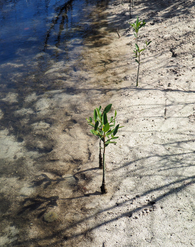 Une pousse de palétuvier | A mangrove shoot © Caroline Fleury