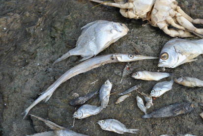 Hundreds of dead fish in the Orient Salt Pond