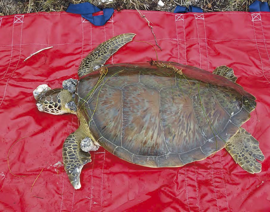 This turtle had numerous tumors due to a herpes virus.