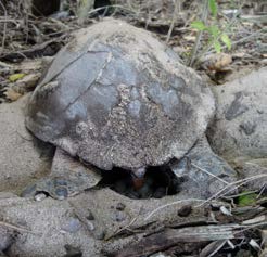 Une tortue imbriquée en ponte - Hawksbill turtle laying her eggs