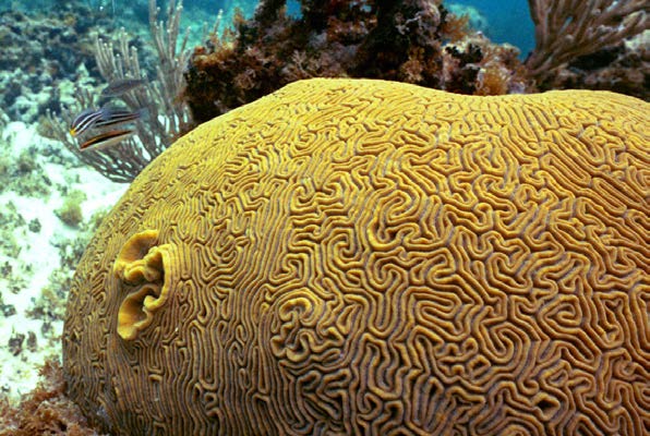 Corail cerveau - Brain coral