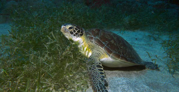 Une tortue verte sur l’herbier de Tintamare A green sea turtle feeding on sea grass at Tintamare