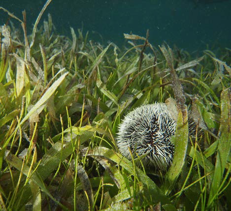 A seabed with Thalassia testidinum A field of Halophila stipulacea