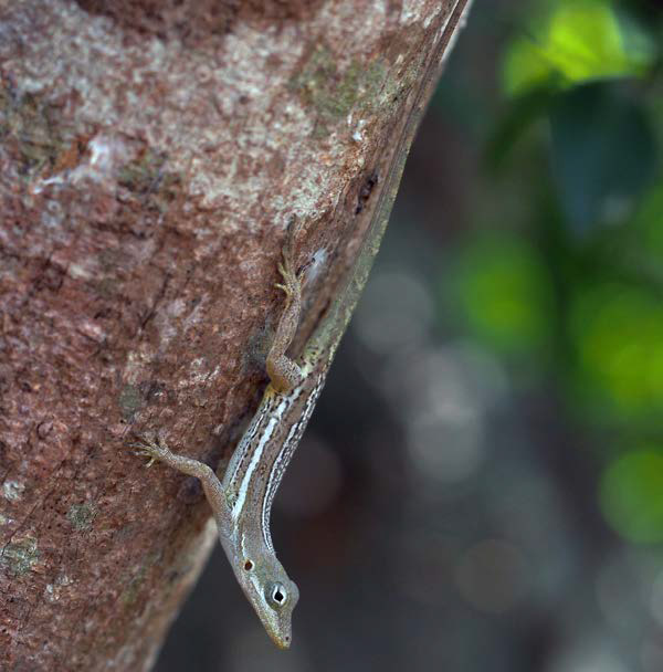 L’anolis d’Anguilla The anole from Anguilla