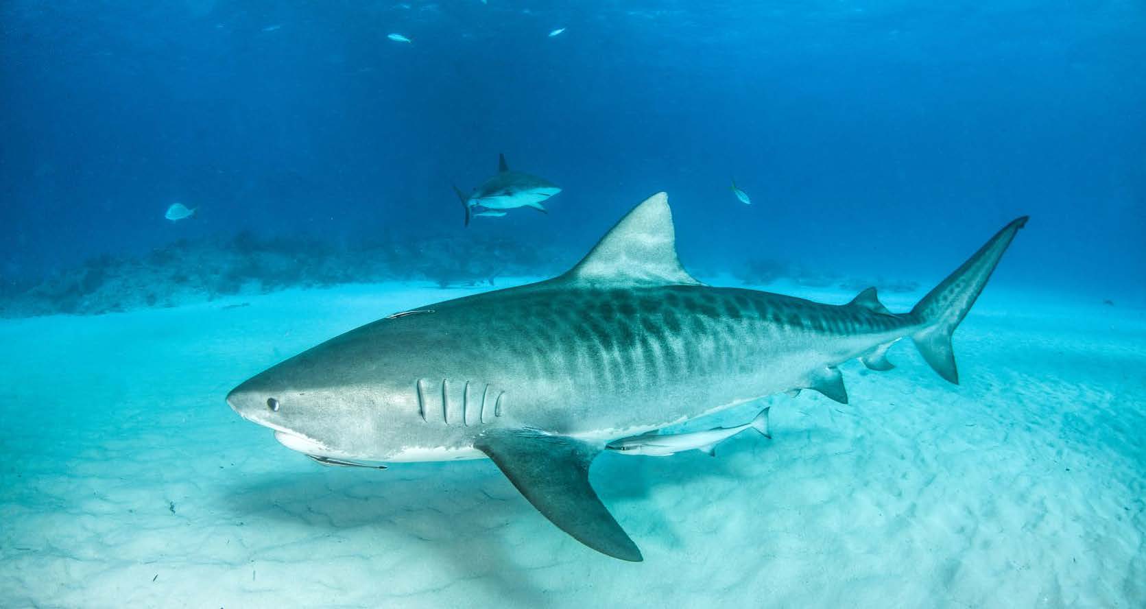 Requin-tigre | Tiger shark