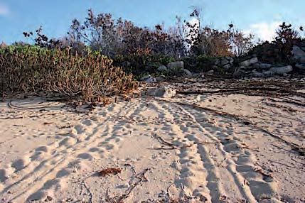 Traces laissées dans le sable par une tortue venue pondre . 