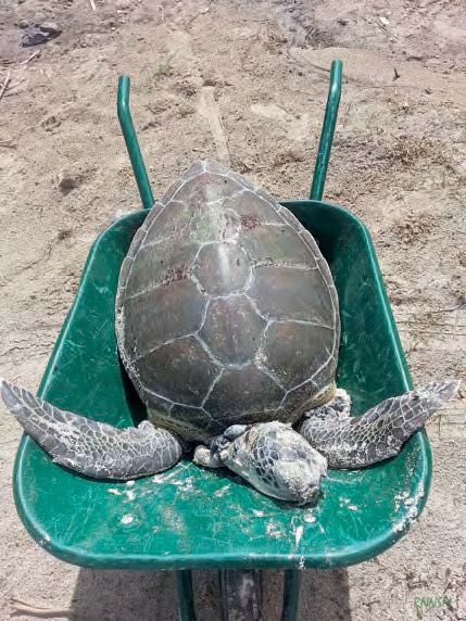 LouisBerry Sea Turtles Mundschutz für Damen und Herren 