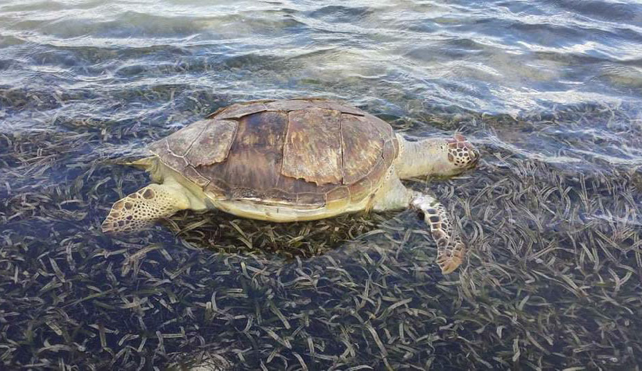 Tortue échouée après une rencontre avec un engin nautique motorisé A sea turtle washed ashore after being hit by a motorized nautical vehicle