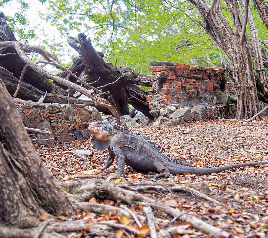 Un iguane des Petites Antilles | A Lesser Antillean green iguana