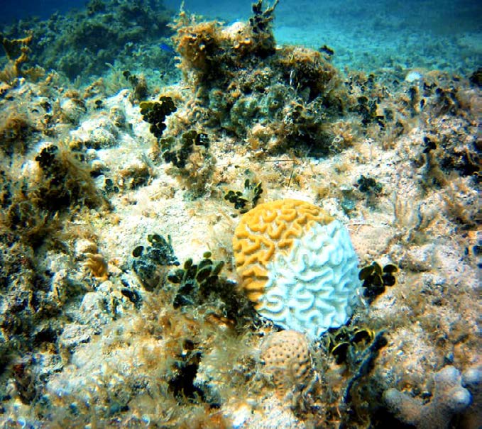Coral victims of the disease SCTL © Guillaume Jorakhae