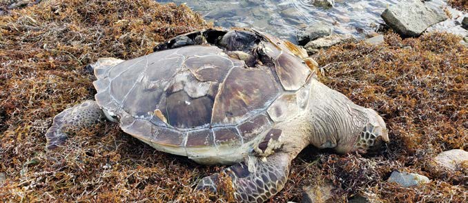 Turtle killed by motorized watercraft