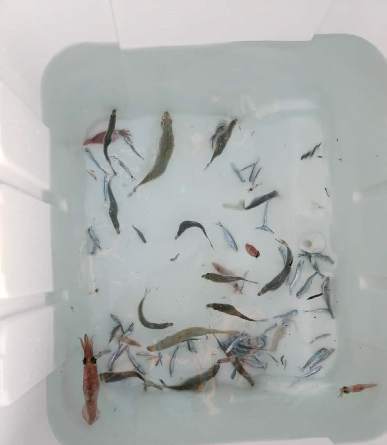 Récupération de post-larves - Collecting post-larval fish