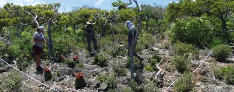 Protection of the flora on local islets