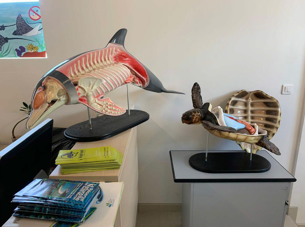 Sculptures d’un dauphin et d’une tortue Sculptures of a dolphin and a turtle
