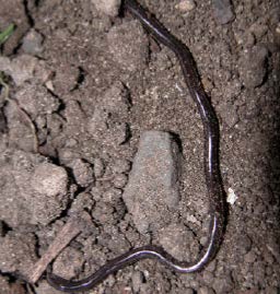 Typhlops ©Karl Questel European worm snake © Karl Questel