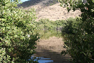 Point de vue sur la mangrove et les échasses d’Amérique © Conservatoire du littoral