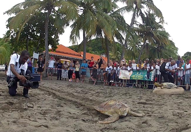 Gaïa relâchée sur la plage de Malendure, en Guadeloupe | Gaïa, released in Guadeloupe