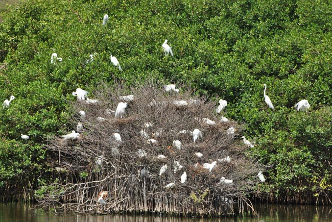 Les aigrettes apprécient l’étang du cimetière | The egrets enjoying the Etang du Cimetière