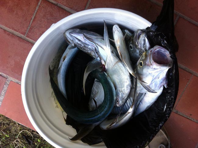 Les poissons ont été saisis | The fish were seized