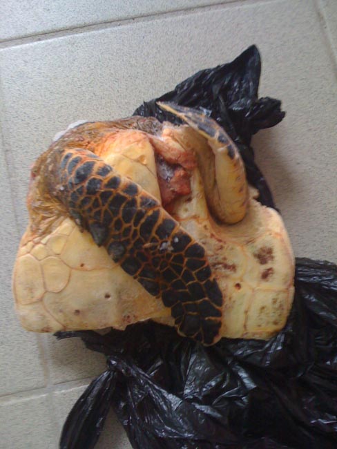 Viande de tortue trouvée chez un particulier | Turtle meat found in a private residence