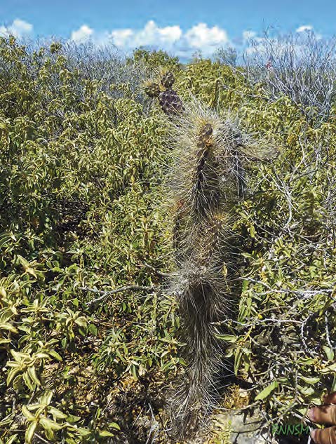 Le cactus Opuntia rubescens