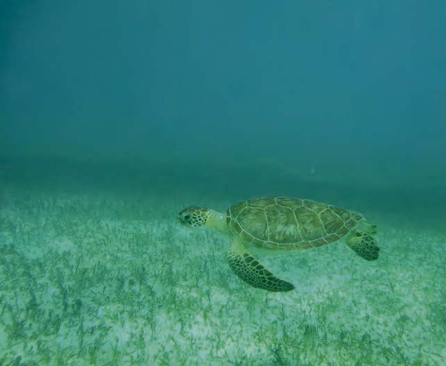 A sea turtle in his element