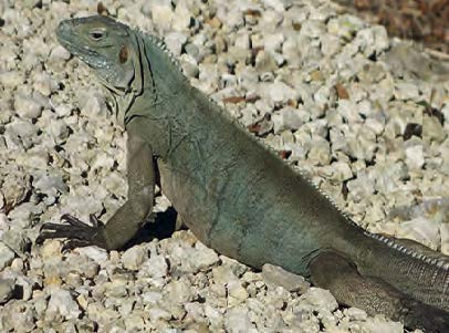 The Grand Cayman Blue Iguana (Cyclura lewisi), an endemic endangered species on the UICN red list