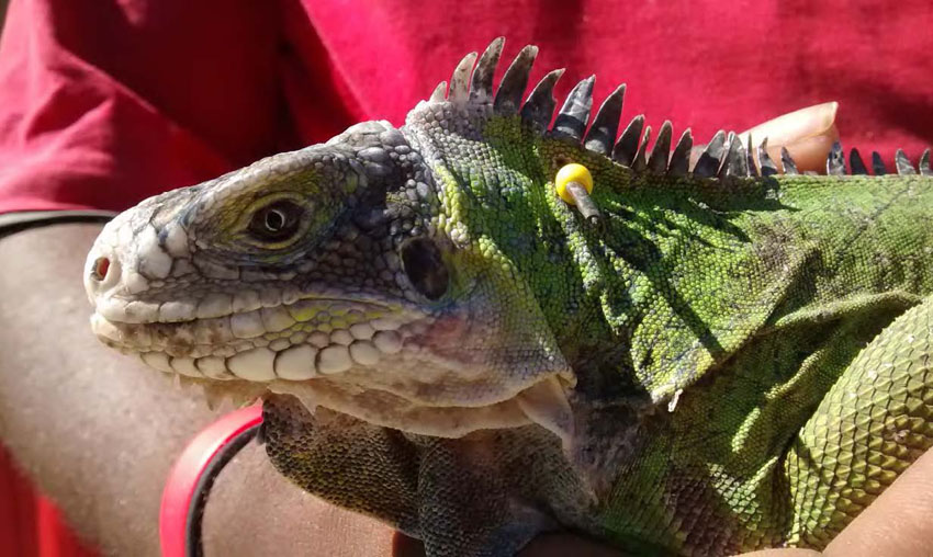 Iguane des Petites Antilles - Lesser Antillean Iguana