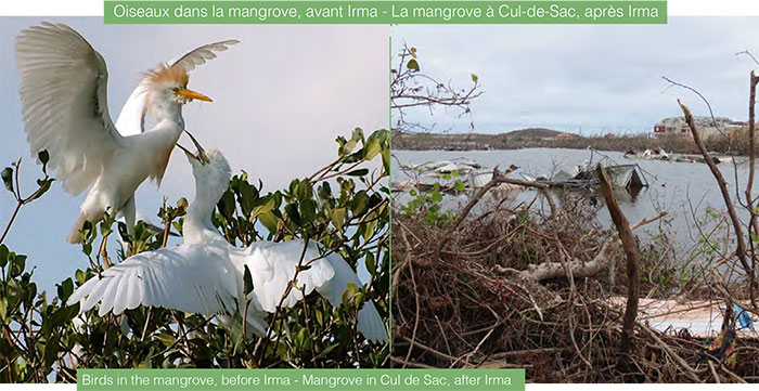 Oiseaux dans la mangrove, avant Irma - La mangrove à Cul-de-Sac, après Irma