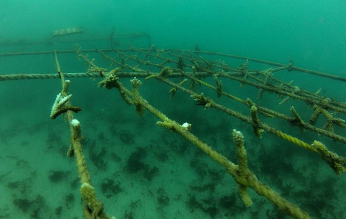 Cette pépinière de coraux a disparu - This coral nursery has been destroyed