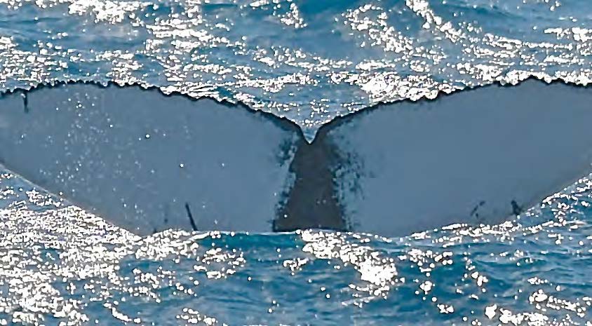 Leur nageoire caudale est la carte d’identité des baleines à bosse / Their caudal fins are the individual identity for humpback whales © Nicolas Maslach