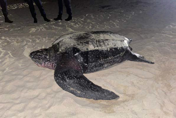 Une tortue luth - A leatherback turtle