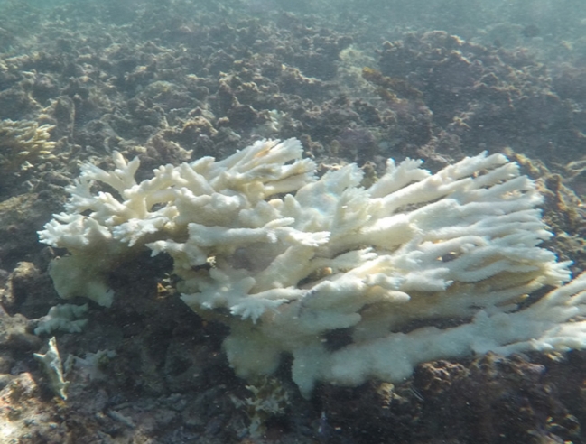 Acropora blanchi fin 2023 | Acropora bleached by the end of 2023