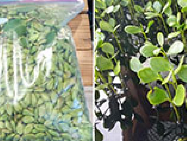 Des graines et des pousses de palétuviers - Mangrove seeds and seedlings