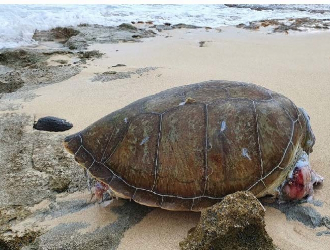 Tortues marines échouées, victimes d’une collision Beached sea turtles, victims of a collision