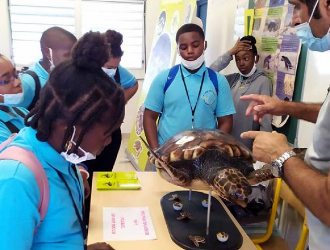Une tortue marine au centre de l’intérêt de ces jeunes élèves A sea turtle of interest to these young students