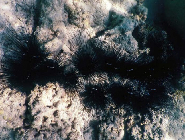 Oursin diadème – Crowned sea urchin