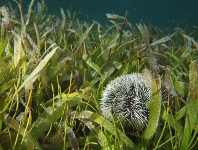 A seabed with Thalassia testidinum A field of Halophila stipulacea