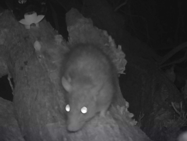 Un rat s’approchant de nuit d’un piège A rat approaches a trap at night