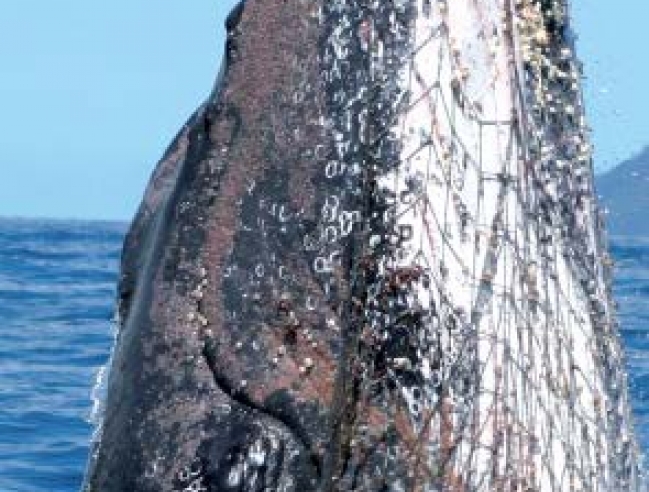 Une baleine à bosse emmêlée dans un filet © Guide MEGAPTERA : Les baleines à bosse du banc d’Anguilla A humpback whale tangles in a fishing net © The Humpback Whaleso f the Anguilla Bank MEGAPTERA guide