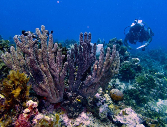 Plongée sur un massif de corail