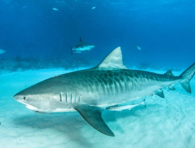 Requin-tigre | Tiger shark